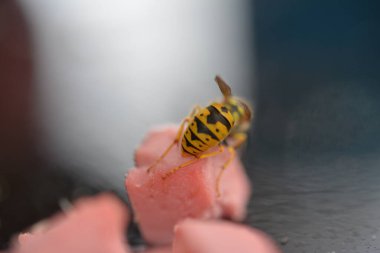 Arı yemenin makro fotoğrafı