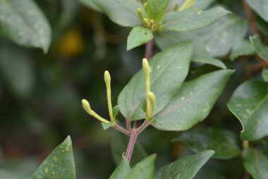 Sayfaların makro fotoğrafçılığı
