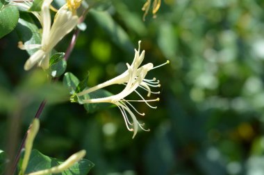 Kırmızı çiçek ve çarşafların makro fotoğrafçılığı