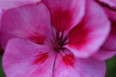 Kırmızı çiçek ve çarşafların makro fotoğrafçılığı
