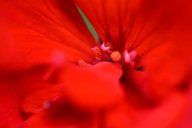 Kırmızı çiçek ve çarşafların makro fotoğrafçılığı