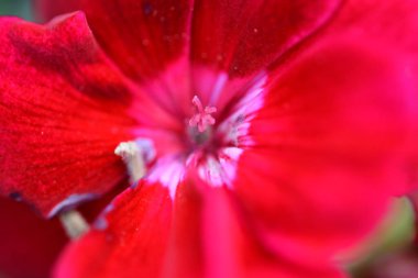 Kırmızı çiçek ve çarşafların makro fotoğrafçılığı