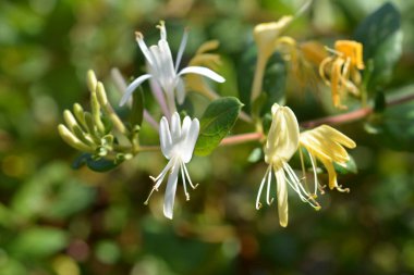 Sayfaların makro fotoğrafçılığı