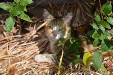 Bir kedinin portresi