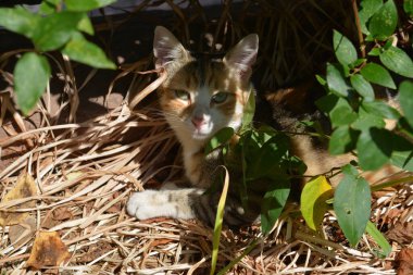 Bir kedinin portresi