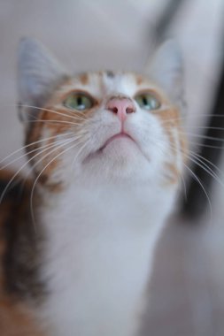 Bir kedinin portresi