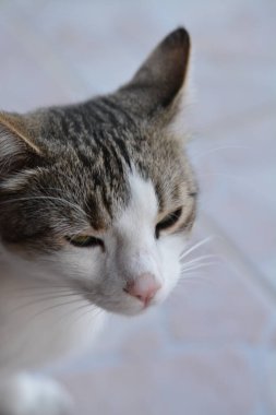 Bir kedinin portresi