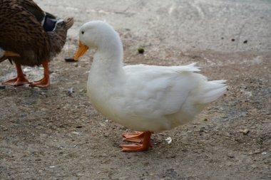 Ördeğin makro fotoğrafı