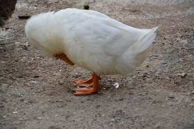 İspanya 'daki hayvanat bahçesinde beyaz kuğu