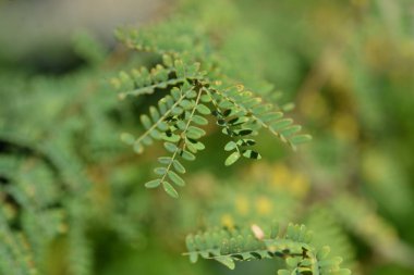 Bahçede yeşil yapraklar