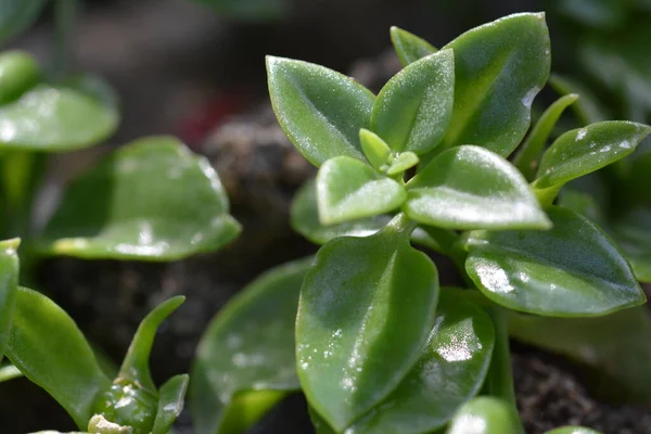 Sayfaların makro fotoğrafçılığı