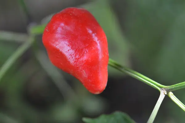 Kırmızı biberli makro potorafi.