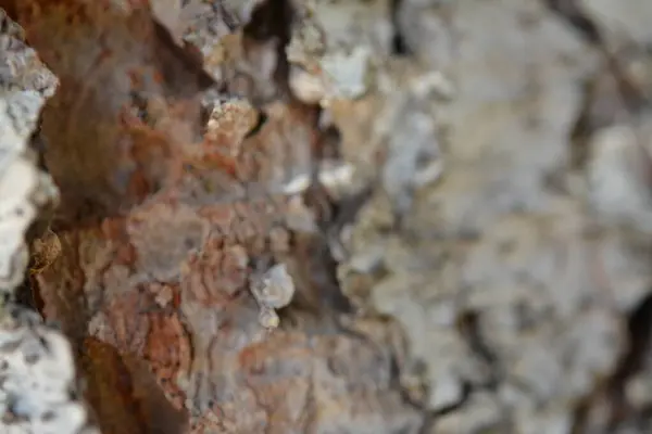 Ağaç kabuğunun makro fotoğrafı