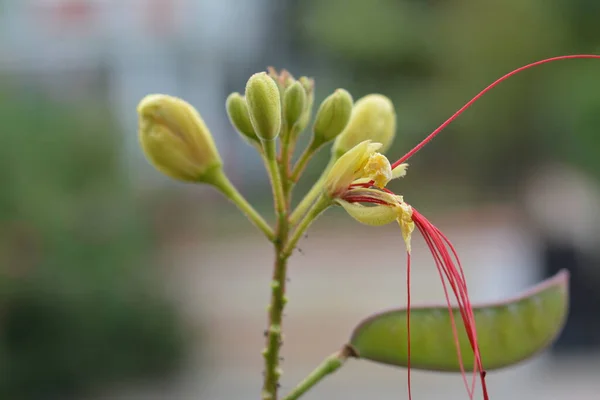 Çiçeğin makro fotoğrafçılığı