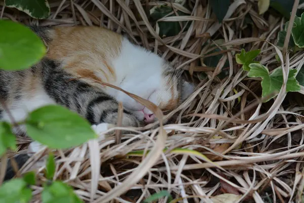 Sayfaların makro fotoğrafçılığı