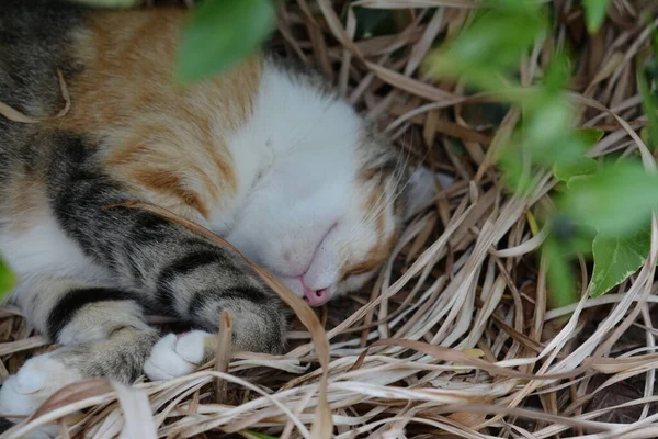 Türkiye 'de uyuyan bir kedi