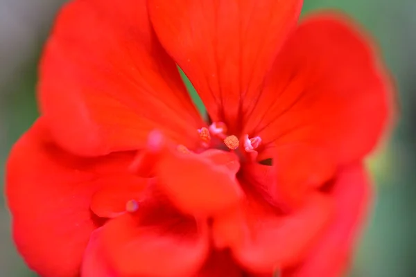 Kırmızı çiçek ve çarşafların makro fotoğrafçılığı