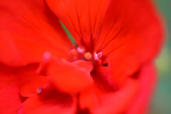Kırmızı çiçek ve çarşafların makro fotoğrafçılığı