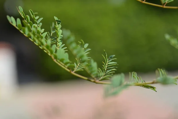 Sayfaların makro fotoğrafçılığı