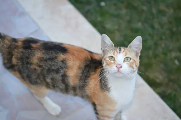 Bir kedinin portresi