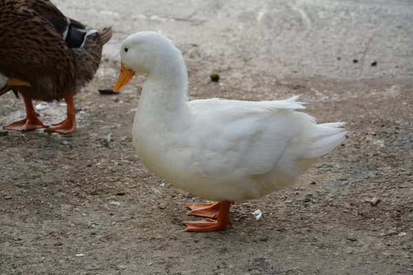 Ördeğin makro fotoğrafı