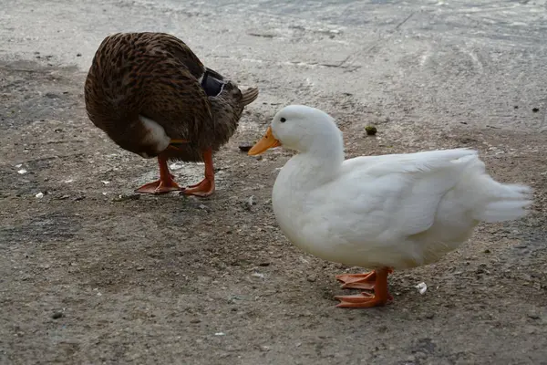 stock image Macro photography of  duck