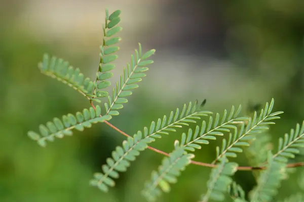 stock image close up of fresh green fir branch in forest