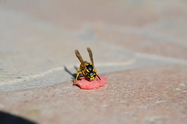 a small red bee sits on the ground