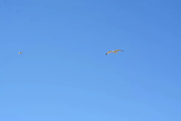 Mavi bulutlu arka planda uçan martı