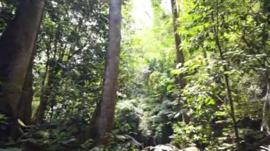 Ormandaki güzel tropikal orman