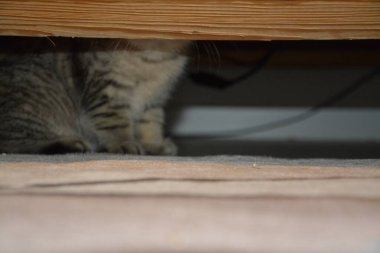 İngiliz bir kısa hava kedisinin makro fotoğrafı.