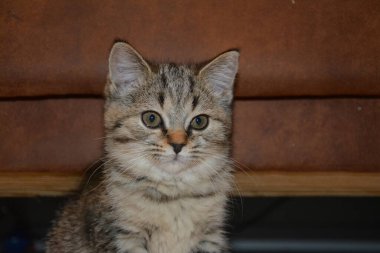 İngiliz bir kısa hava kedisinin makro fotoğrafı.