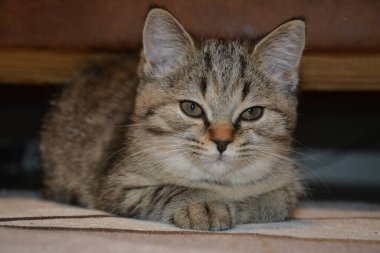İngiliz bir kısa hava kedisinin makro fotoğrafı.