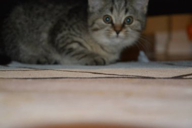 İngiliz bir kısa hava kedisinin makro fotoğrafı.