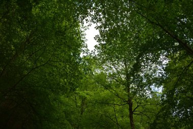 Almanya 'nın doğasında fotoğraflar. Urach Şelaleleri Bad Urach kasabasında yer almaktadır..