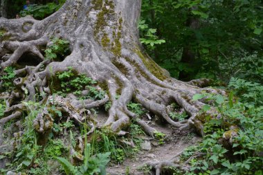 Almanya 'nın doğasında fotoğraflar. Urach Şelaleleri Bad Urach kasabasında yer almaktadır..
