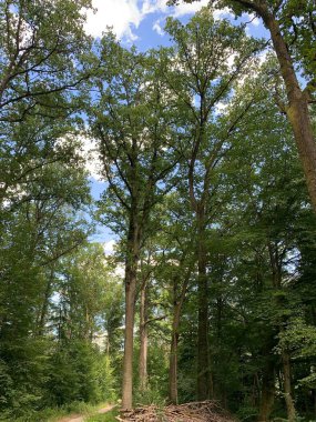 Ormanın güzel manzarası