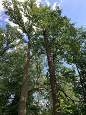 Ormanın güzel manzarası