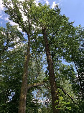 Ormanda yeşil ağaçlar