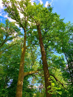 Ormandaki yeşil ağaç