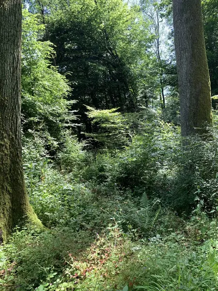 Ormanın güzel manzarası