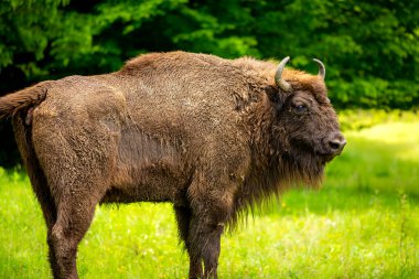 Buffalo Romanya 'da Hateg ilçesinde