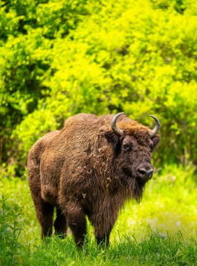 Buffalo Romanya 'da Hateg ilçesinde