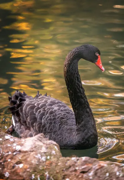 Majestic black swan on calm lake waters