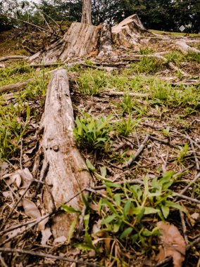 Kesilen ağacın kökünün parçası
