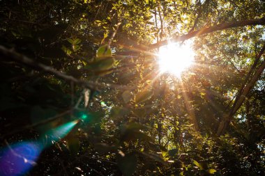 Huila - Kolombiya kırsal kesimindeki ormanın üzerindeki güneş ışınları