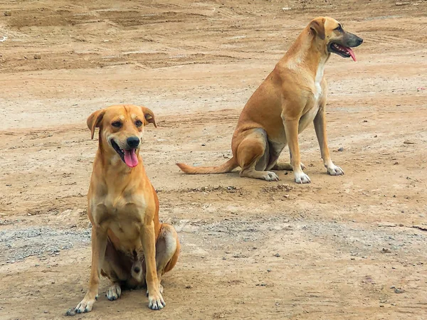 Panama 'da kumların üzerinde iki köpek