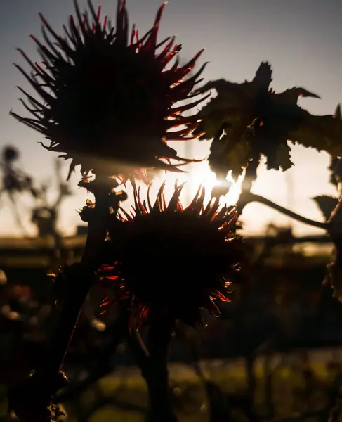 Silhouette of flowers at sunset in Bogota - Colombia