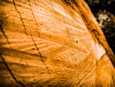 Turuncu dokulu arka planda siyah karınca
