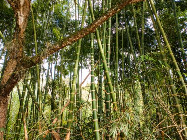 Several bamboo plants in the rural area of Gigante  Huila - Colombia clipart